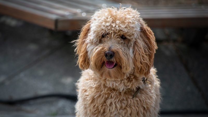 The Complete Guide to Australian Labradoodle Breeding