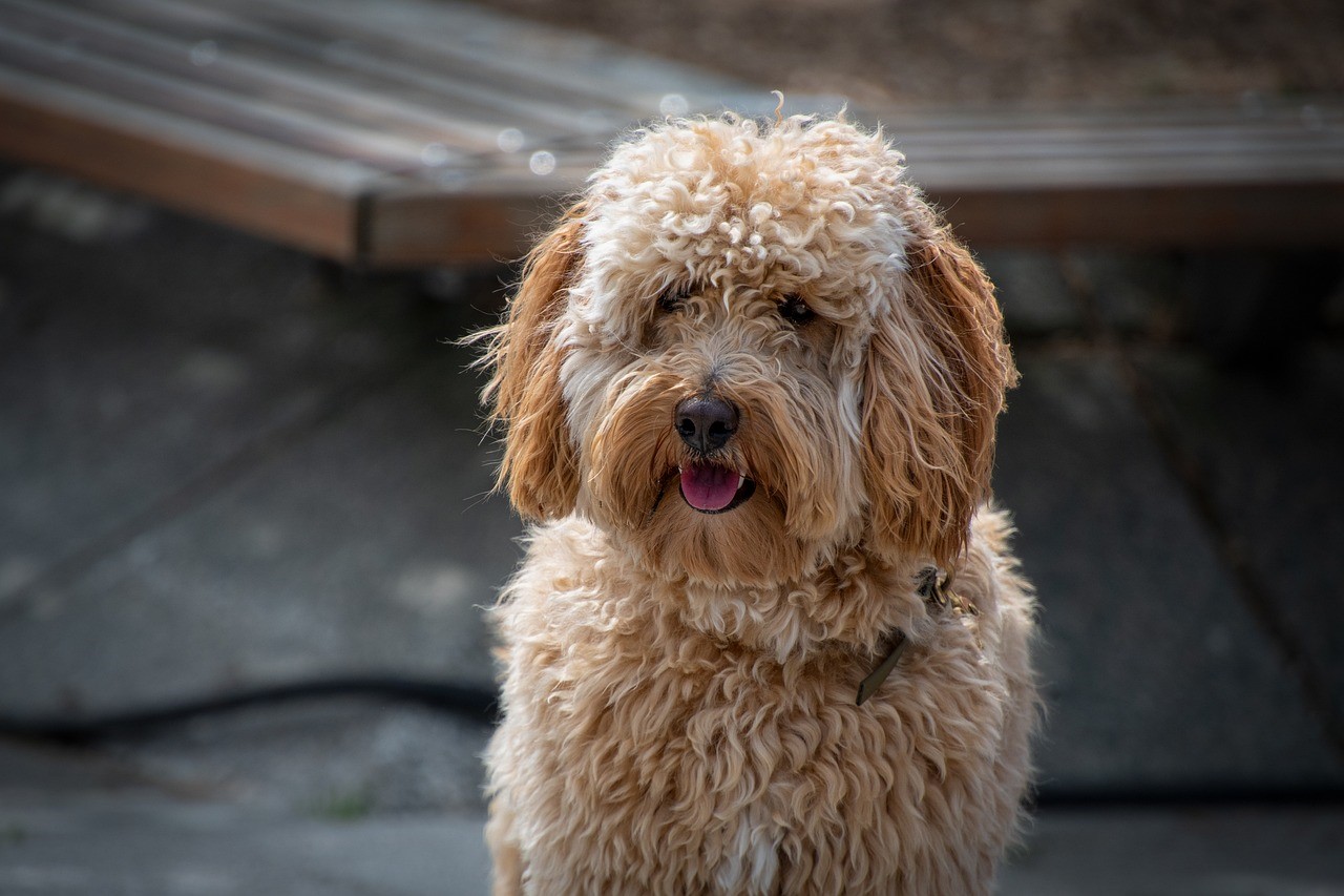 The Complete Guide to Australian Labradoodle Breeding