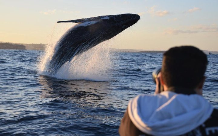 Whale Watching in NSW: A Must-Do Experience