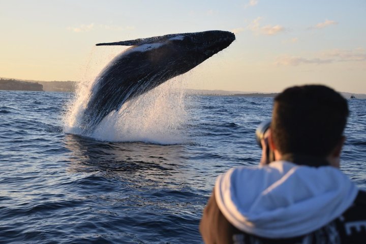 Whale Watching in NSW: A Must-Do Experience