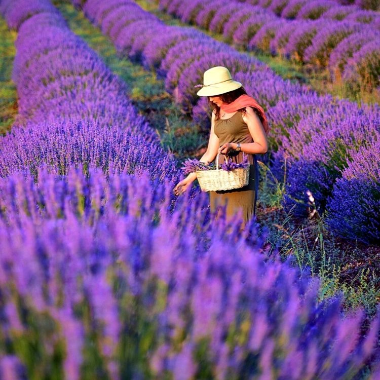 A Quaint Haven of Agricultural Delights